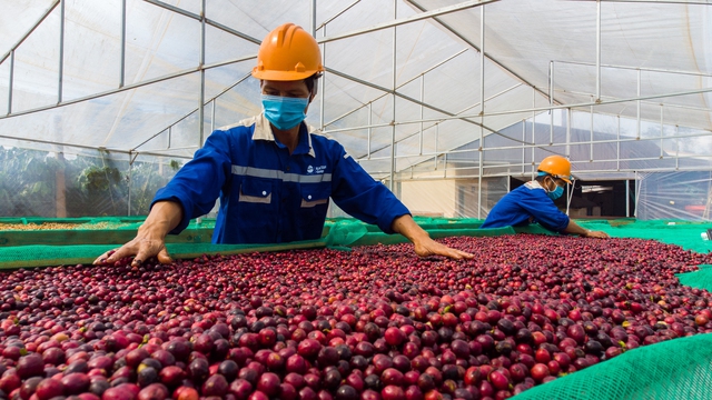 Giá cà phê xuất khẩu tăng 64% so với cùng kỳ năm 2023- Ảnh 1.