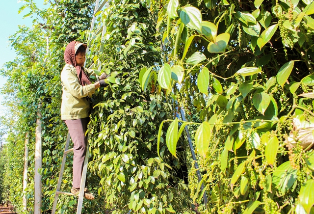 Giá tiêu tăng mạnh, nông dân vẫn chê ‘không có cửa’ với sầu riêng, cà phê- Ảnh 1.