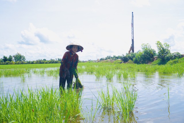 Hỗ trợ cho nông dân Hậu Giang có lúa bị nhiễm mặn ven đường cao tốc- Ảnh 1.