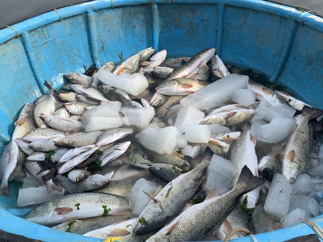 Vụ tôm cá chết hàng loạt ở Phú Yên làm thiệt hại hơn 38  tỉ đồng- Ảnh 2.