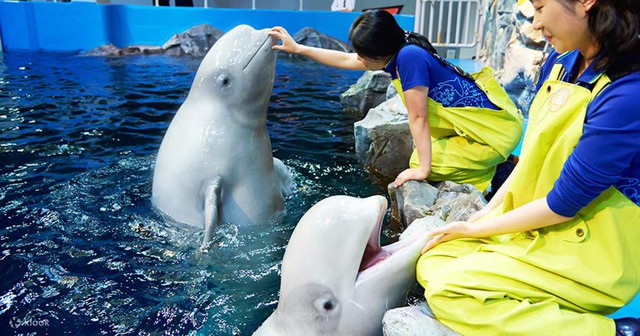 Hè này tới chơi với alpaca đáng yêu, thăm các sinh vật biển tại Hàn Quốc- Ảnh 4.