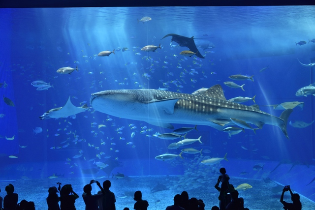 Những vườn thú và công viên thủy cung nổi tiếng tại Nhật Bản- Ảnh 1.