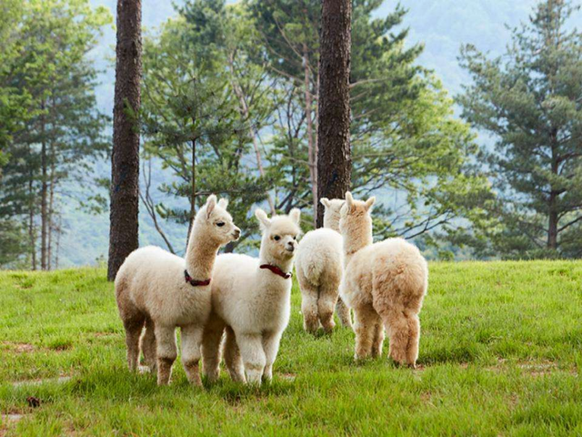 Hè này tới chơi với alpaca đáng yêu, thăm các sinh vật biển tại Hàn Quốc- Ảnh 3.