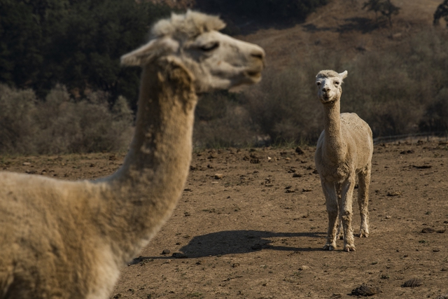 Mỹ lần đầu phát hiện cúm gia cầm ở lạc đà Alpaca- Ảnh 1.