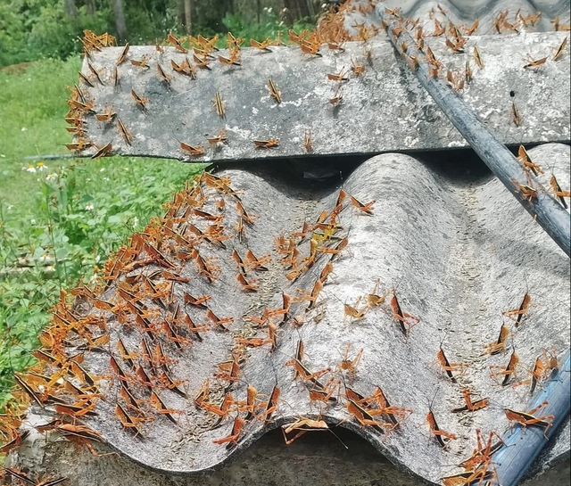 Châu chấu 'lạ' tràn vào trường học ở Lạng Sơn- Ảnh 1.