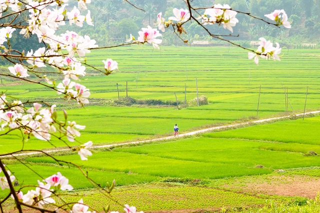 Cánh đồng Mường Thanh hôm nay