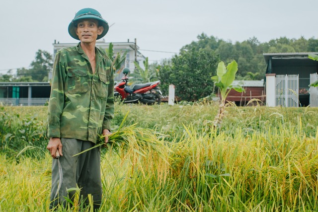 Quảng Bình: Hơn 2.000 ha lúa bị thiệt hại sau trận mưa giông- Ảnh 2.