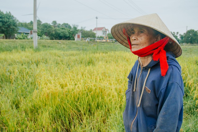 Toàn xã Gia Ninh bị thiệt hại khoảng 5 ha diện tích lúa