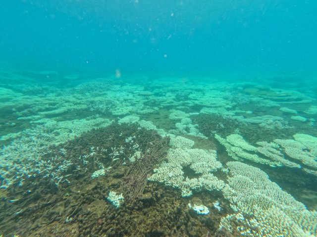 Vì sao san hô ở biển Côn Đảo bị tẩy trắng hàng loạt?- Ảnh 1.