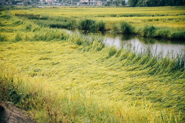 Quảng Bình: Hơn 2.000 ha lúa bị thiệt hại sau trận mưa giông- Ảnh 1.