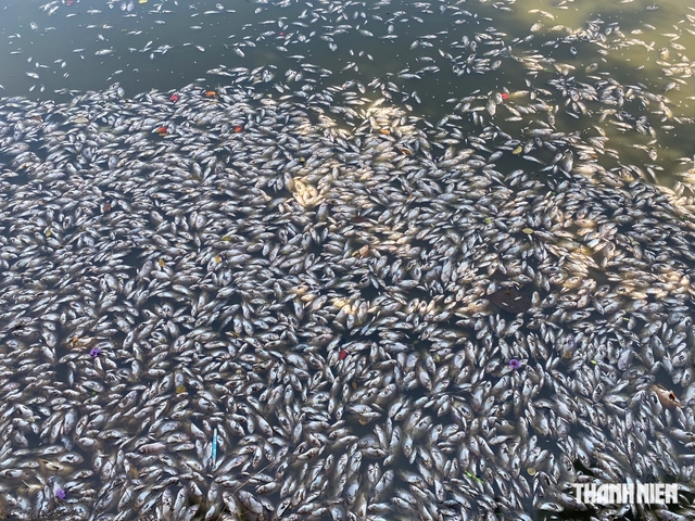 Quy Nhơn: Cá chết nổi trắng hồ Bàu Sen- Ảnh 5.