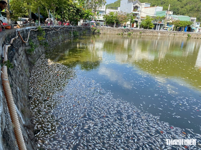 Quy Nhơn: Cá chết nổi trắng hồ Bàu Sen- Ảnh 6.