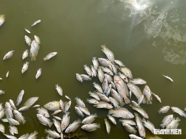 Quy Nhơn: Cá chết nổi trắng hồ Bàu Sen- Ảnh 4.