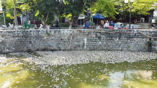 Cá chết gây mùi hôi ảnh hưởng đến người dân sống ven hồ Bàu Sen