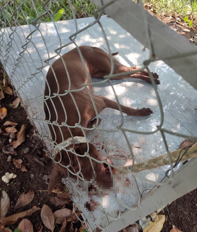 Bình Phước: Chó dại chết sau khi cắn 4 người dân bị thương- Ảnh 1.