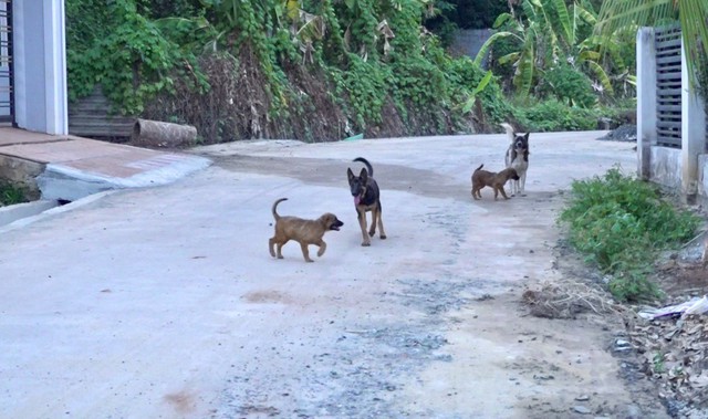 Tình trạng chó thả rông hiện vẫn diễn ra khá phổ biến