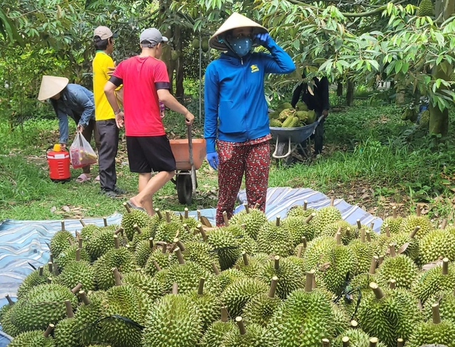 Tiêu tăng giá còn cà phê, sầu riêng rớt mạnh- Ảnh 1.