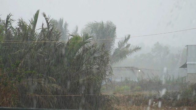 Trong những ngày qua, rải rác các địa phương của Cà Mau đều có mưa