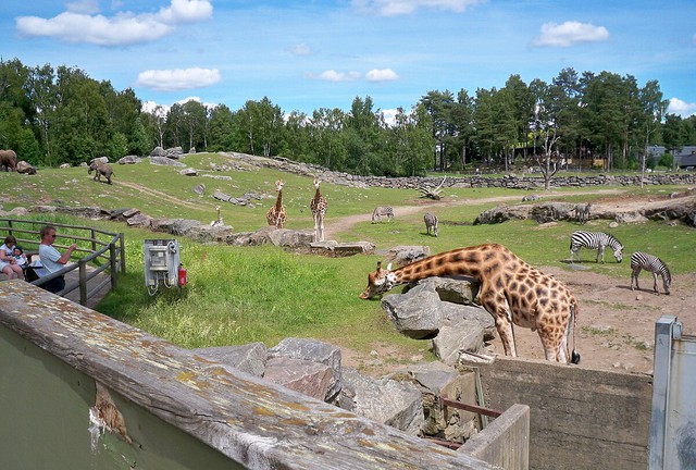 Hòa mình vào thiên nhiên tại các vườn thú của Thụy Điển- Ảnh 3.