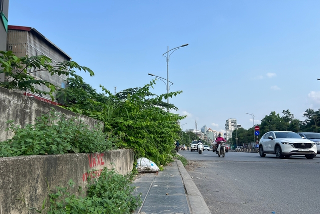 Hệ thống cây xanh xuất hiện trên tường chắn đê bê tông cốt thép chỉ là những bụi hoa giấy nhỏ