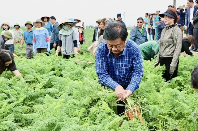 Bộ trưởng Lê Minh Hoan cùng nông dân Hải Dương thu hoạch cà rốt