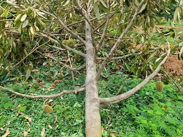 Nhiều cây sầu riêng bị ngã không còn khắc phục được