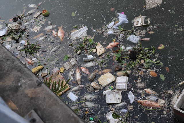 Tình trạng cá chết nổi rải rác ở nhiều khu vực trên kênh Nhiêu Lộc - Thị Nghè