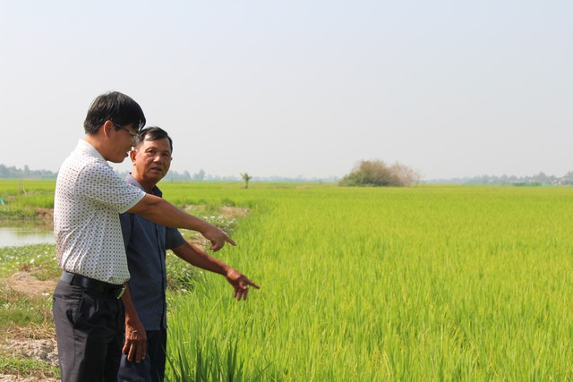 Ông Nguyễn Văn Nhỏ và ông Nguyễn Thành Trung (trái) phối hợp đi thăm ruộng lúa sinh thái đang đơm bông hứa hẹn một mùa bội thu