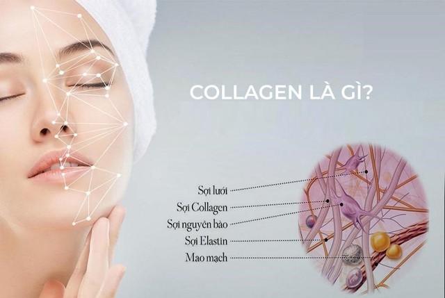 Collagen là gì? Tiêu chí lựa chọn collagen hiệu quả mà không gây nóng, không tăng cân - Ảnh 2.