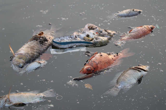 Cá chết trên kênh Nhiêu Lộc - Thị Nghè vào sáng 8.5
