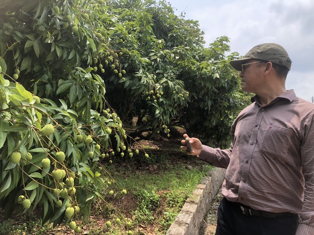 Mất mùa vải, nông dân Bắc Giang thất thu hàng nghìn tỉ- Ảnh 1.