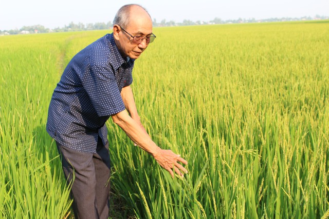 Lão nông Năm Đấu đi thăm cánh đồng trồng giống lúa huyết rồng “thần thánh”