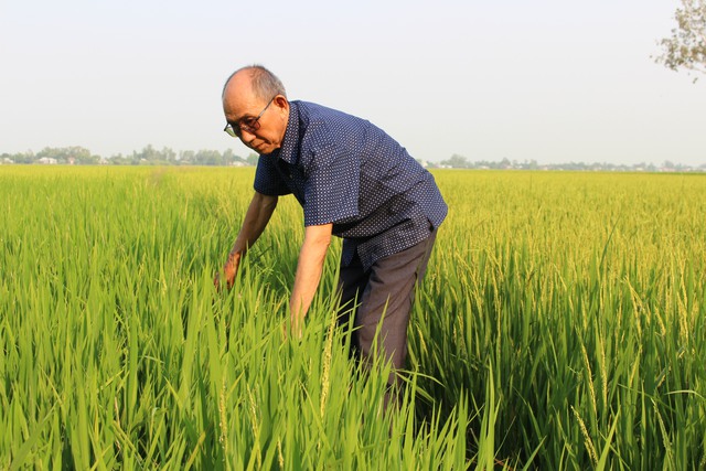 Lão nông Năm Đấu đi thăm cánh đồng trồng giống lúa huyết rồng “thần thánh”