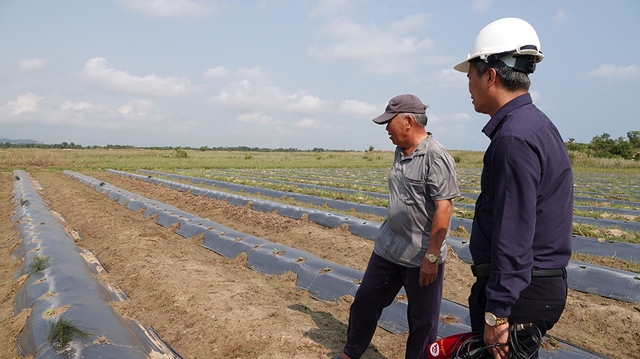 Khai hoang 'chui' trên đất dự án ngàn tỉ bỏ hoang- Ảnh 1.