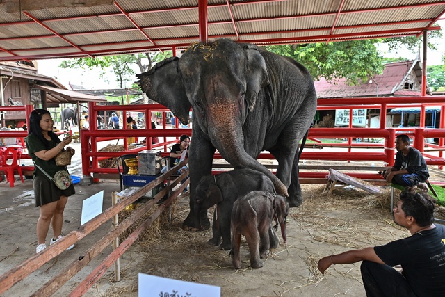 Voi sinh đôi hy hữu và màn giải cứu kịch tính ở Thái Lan- Ảnh 1.