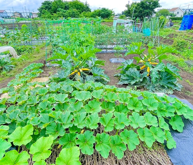 Lấy chồng tại Nhật Bản, cô gái trồng vườn rau xanh mướt như ở Việt Nam- Ảnh 2.