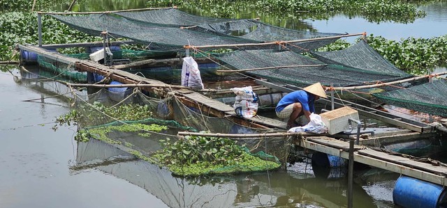 Cá nuôi chết bất thường ở Quảng Nam: Do chất bẩn phân hủy, phát sinh khí độc- Ảnh 1.