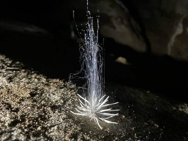 Nhóm thám hiểm phát hiện sinh vật lạ trong hang động ở Quảng Bình- Ảnh 2.