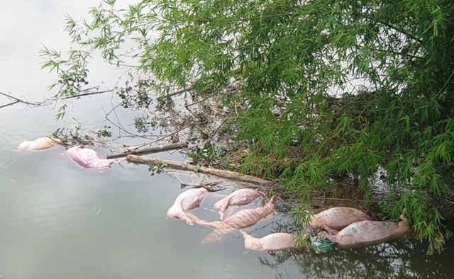 Tìm ra người vứt 20 xác lợn xuống sông Ngàn Trươi- Ảnh 2.