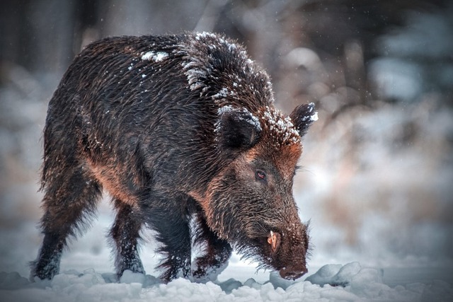 Cảnh báo ‘siêu lợn’ Canada tràn sang xâm lấn nhiều tiểu bang Mỹ- Ảnh 2.