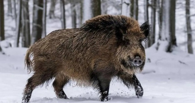 Cảnh báo ‘siêu lợn’ Canada tràn sang xâm lấn nhiều tiểu bang Mỹ- Ảnh 1.