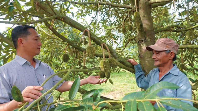 Ông Phan Công Huân và ông Võ Duy Chánh(bên phải) bên cây sầu riêng sai quả