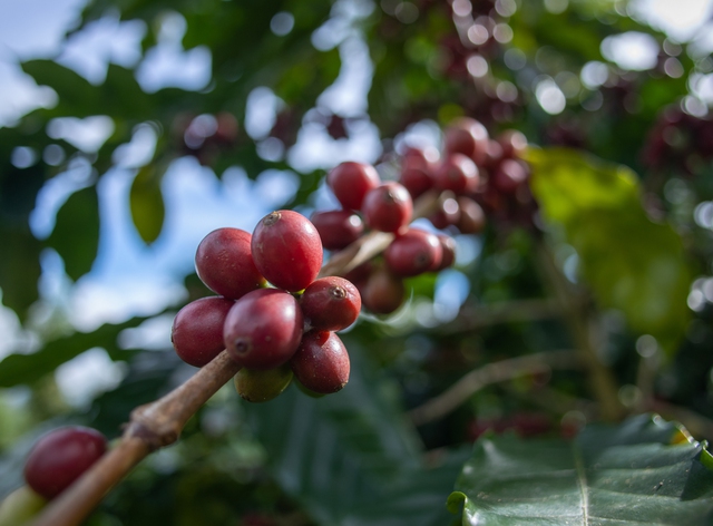 Giá cà phê robusta tăng, arabica giảm- Ảnh 1.