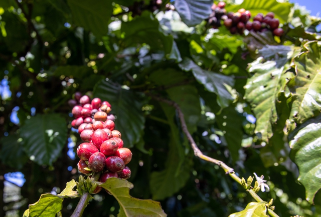 Giá cà phê robusta và arabica trái chiều nhau- Ảnh 1.