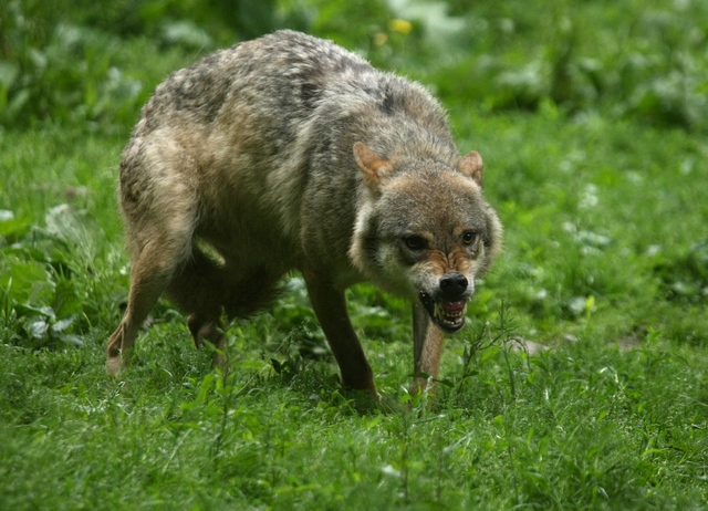 Một phụ nữ bị 3 con sói ở sở thú Pháp tấn công- Ảnh 1.