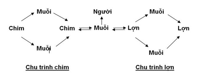 Vào mùa viêm não Nhật Bản: Cảnh giác với muỗi đồng ruộng- Ảnh 1.