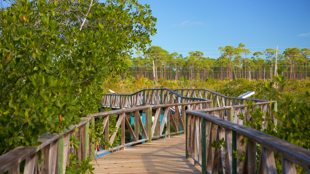 Địa điểm du lịch nổi tiếng mà ai cũng muốn đến tại Bahamas- Ảnh 2. Địa điểm du lịch nổi tiếng mà ai cũng muốn đến tại Bahamas- Ảnh 2.