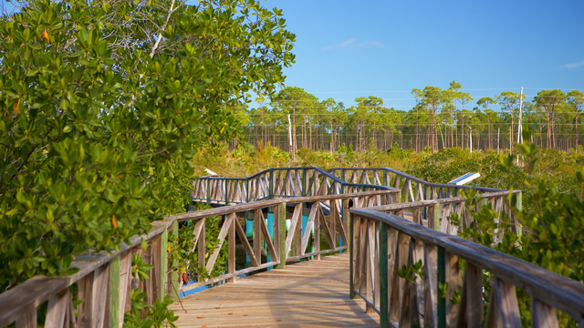 Địa điểm du lịch nổi tiếng mà ai cũng muốn đến tại Bahamas- Ảnh 2.