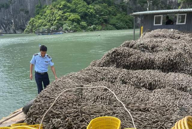 Quảng Ninh: Bắt giữ tàu vận chuyển 63 tấn hàu giống không nguồn gốc
- Ảnh 2.