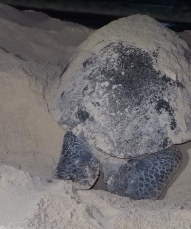Rùa biển tiếp tục quay lại bãi biển Quy Nhơn đẻ 102 quả trứng- Ảnh 1.